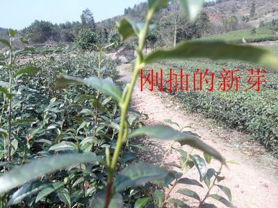 【【热卖】嘉木村武阳春雨有机绿茶 自然清新茶香四溢送礼佳品 绿茶】价格,厂家,图片,绿茶,武义县嘉木村农产品-