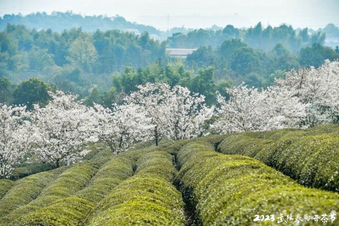 2023武义县“武阳春雨”开茶节暨露营产品展正式开幕