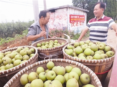 桐琴蜜梨上市效果可观--武义新闻网