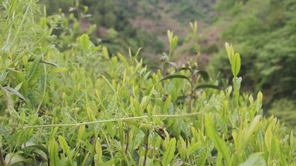 共享丨让六百多亩高山茶园有了“新娘家”