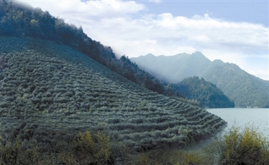 “千丈岩”名茶获得双银奖