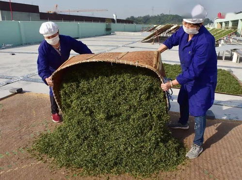 前方多图 谷雨临近 武义170家茶企开足马力生产