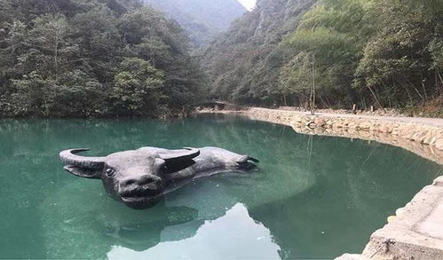 春节游武义, 回家 游玩 两不误