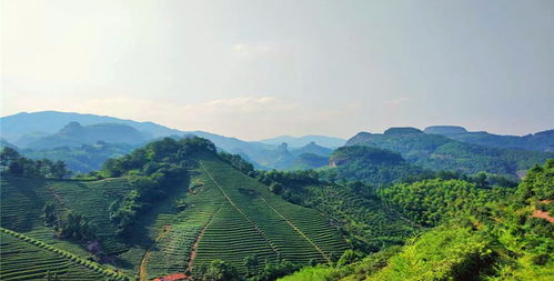 金华武义七旗山旅游风景区门票,金华武义七旗山旅游风景区门票预订,金华武义七旗山旅游风景区门票价格,去哪儿网门票