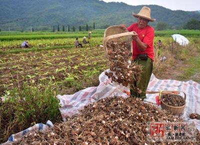 武义:芋头开发 助农增收