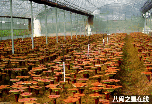 赞 走向世界的幸福来再传捷报 荣获2019年度福建省专精特新 高成长培育企业