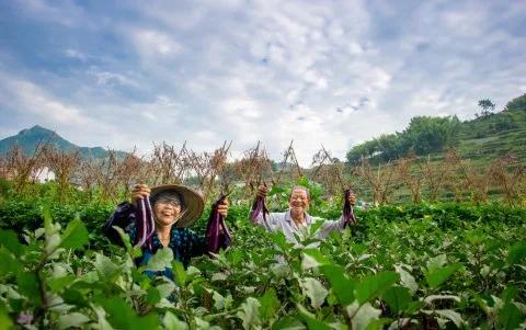 天然氧吧聚财 有机农业赋能 浙江武义在绿水青山中创新业