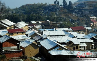 武义今冬首场雪 压断许多毛竹林